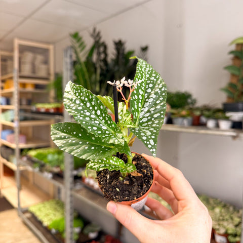 Begonia maculata ‘Bubbles’ – Polka Dot Begonia - Sprouts of Bristol