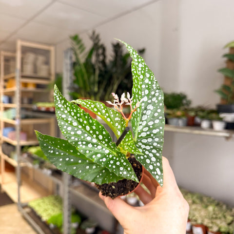 Begonia maculata ‘Bubbles’ – Polka Dot Begonia - Sprouts of Bristol