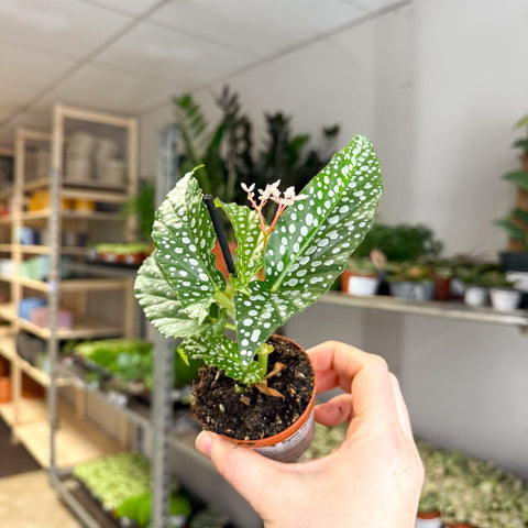 Begonia maculata ‘Bubbles’ – Polka Dot Begonia - Sprouts of Bristol