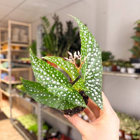 Begonia maculata ‘Bubbles’ – Polka Dot Begonia - Sprouts of Bristol