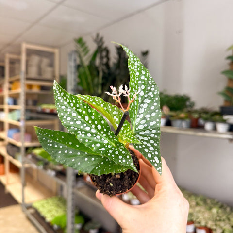 Begonia maculata ‘Bubbles’ – Polka Dot Begonia - Sprouts of Bristol