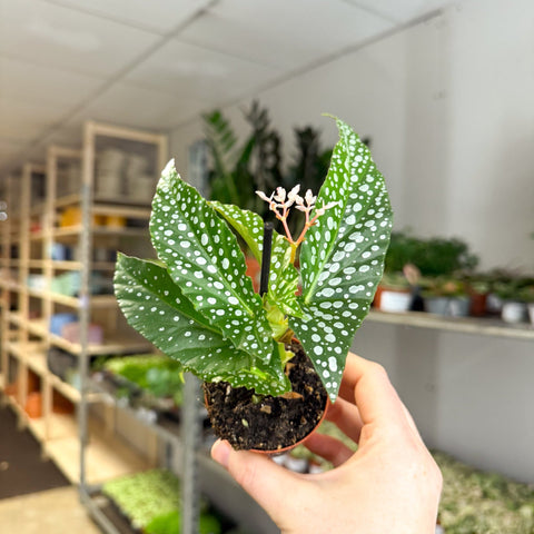 Begonia maculata ‘Bubbles’ – Polka Dot Begonia - Sprouts of Bristol