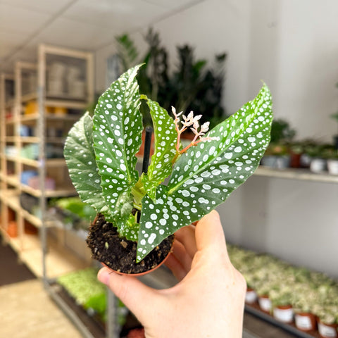 Begonia maculata ‘Bubbles’ – Polka Dot Begonia - Sprouts of Bristol