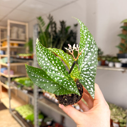 Begonia maculata ‘Bubbles’ – Polka Dot Begonia - Sprouts of Bristol