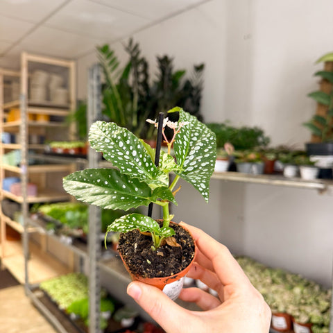 Begonia maculata ‘Bubbles’ – Polka Dot Begonia - Sprouts of Bristol
