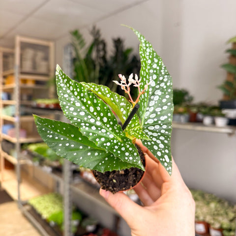 Begonia maculata ‘Bubbles’ – Polka Dot Begonia - Sprouts of Bristol