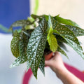 Begonia maculata 'Double Dot' - White Polka Dot Begonia - Sprouts of Bristol