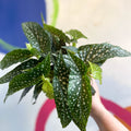 Begonia maculata 'Double Dot' - White Polka Dot Begonia - Sprouts of Bristol