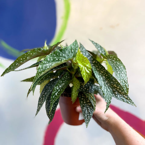 Begonia maculata 'Double Dot' - White Polka Dot Begonia - Sprouts of Bristol