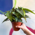 Begonia maculata 'Double Dot' - White Polka Dot Begonia - Sprouts of Bristol