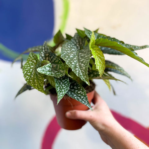 Begonia maculata 'Double Dot' - White Polka Dot Begonia - Sprouts of Bristol