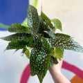 Begonia maculata 'Double Dot' - White Polka Dot Begonia - Sprouts of Bristol