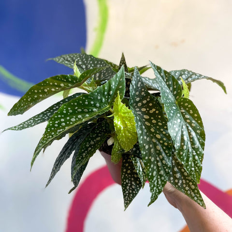 Begonia maculata 'Double Dot' - White Polka Dot Begonia - Sprouts of Bristol