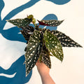 Begonia maculata - Polka Dot Begonia - Sprouts of Bristol