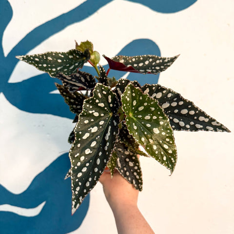 Begonia maculata - Polka Dot Begonia - Sprouts of Bristol