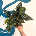 Begonia maculata - Polka Dot Begonia - Sprouts of Bristol