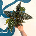 Begonia maculata - Polka Dot Begonia - Sprouts of Bristol