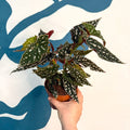 Begonia maculata - Polka Dot Begonia - Sprouts of Bristol