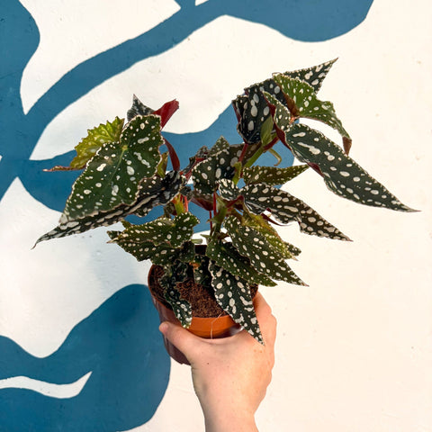 Begonia maculata - Polka Dot Begonia - Sprouts of Bristol