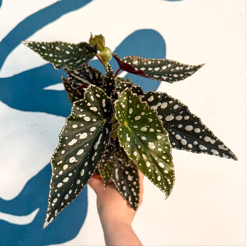 Begonia maculata - Polka Dot Begonia - Sprouts of Bristol