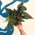 Begonia maculata - Polka Dot Begonia - Sprouts of Bristol