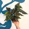 Begonia maculata - Polka Dot Begonia - Sprouts of Bristol
