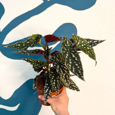 Begonia maculata - Polka Dot Begonia - Sprouts of Bristol