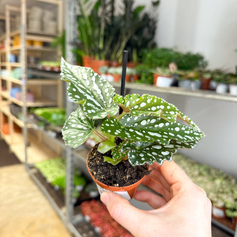 Begonia maculata ‘Silverspot’ – White Polka Dot Begonia - Sprouts of Bristol