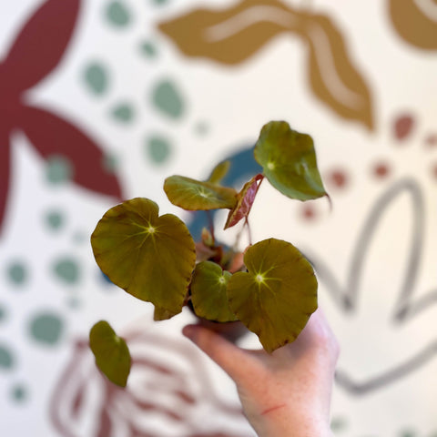 Begonia 'Marie Reed' - Welsh Grown - Sprouts of Bristol