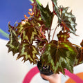 Begonia palmata 'Tie Dye' - Welsh Grown - Sprouts of Bristol