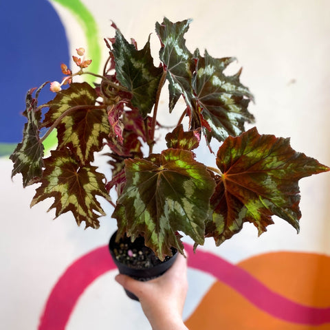 Begonia palmata 'Tie Dye' - Welsh Grown - Sprouts of Bristol