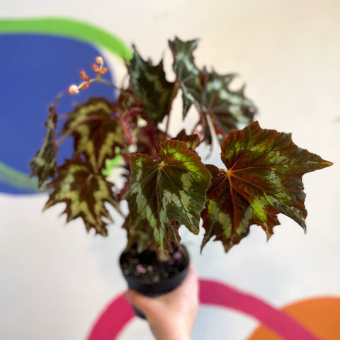 Begonia palmata 'Tie Dye' - Welsh Grown - Sprouts of Bristol