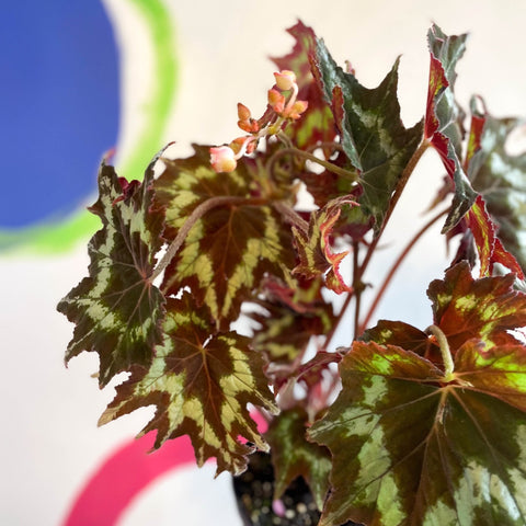 Begonia palmata 'Tie Dye' - Welsh Grown - Sprouts of Bristol