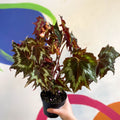 Begonia palmata 'Tie Dye' - Welsh Grown - Sprouts of Bristol