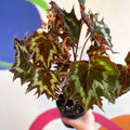 Begonia palmata 'Tie Dye' - Welsh Grown - Sprouts of Bristol