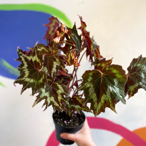 Begonia palmata 'Tie Dye' - Welsh Grown - Sprouts of Bristol