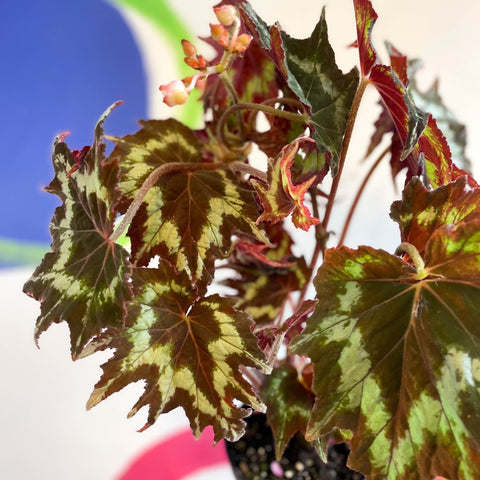 Begonia palmata 'Tie Dye' - Welsh Grown - Sprouts of Bristol