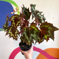 Begonia palmata 'Tie Dye' - Welsh Grown - Sprouts of Bristol