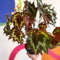 Begonia palmata 'Tie Dye' - Welsh Grown - Sprouts of Bristol