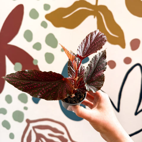 Begonia 'Pink Spot' - Pink Polka Dot Begonia - Sprouts of Bristol