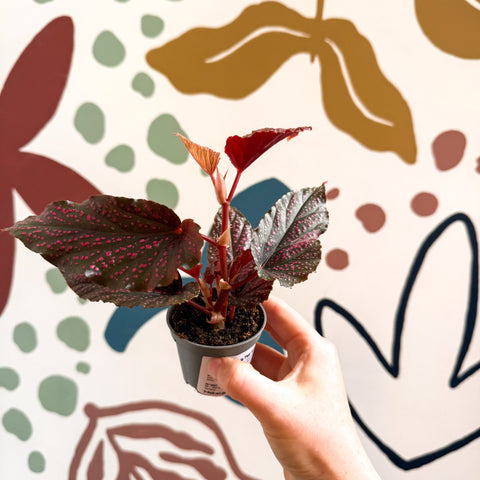 Begonia 'Pink Spot' - Pink Polka Dot Begonia - Sprouts of Bristol