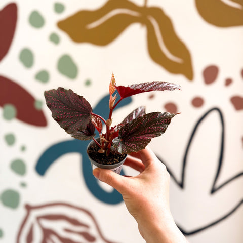 Begonia 'Pink Spot' - Pink Polka Dot Begonia - Sprouts of Bristol