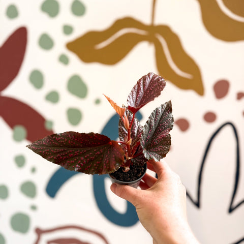 Begonia 'Pink Spot' - Pink Polka Dot Begonia - Sprouts of Bristol