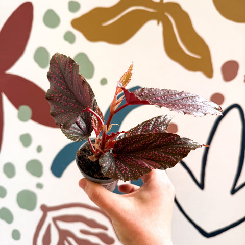 Begonia 'Pink Spot' - Pink Polka Dot Begonia - Sprouts of Bristol