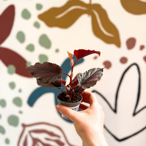 Begonia 'Pink Spot' - Pink Polka Dot Begonia - Sprouts of Bristol