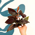 Begonia 'Pink Spot' - Pink Polka Dot Begonia - Sprouts of Bristol