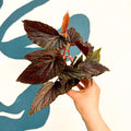 Begonia 'Pink Spot' - Pink Polka Dot Begonia - Sprouts of Bristol