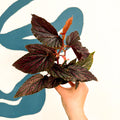 Begonia 'Pink Spot' - Pink Polka Dot Begonia - Sprouts of Bristol