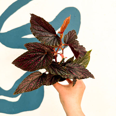 Begonia 'Pink Spot' - Pink Polka Dot Begonia - Sprouts of Bristol