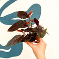 Begonia 'Pink Spot' - Pink Polka Dot Begonia - Sprouts of Bristol
